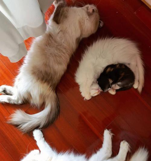 小猫失去了方向感（宠物厕所训练的正确方法）