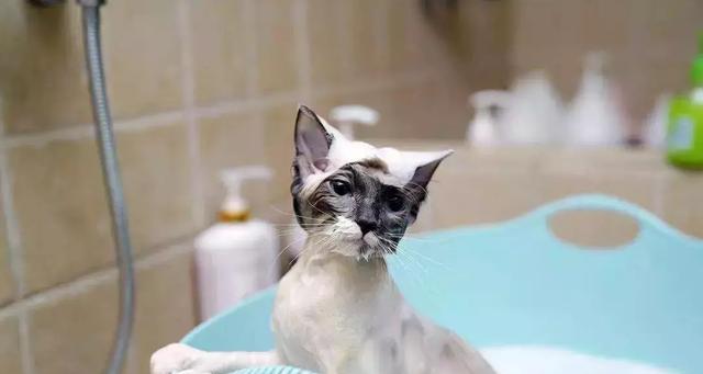 如何给宠物猫洗澡（掌握正确方法）