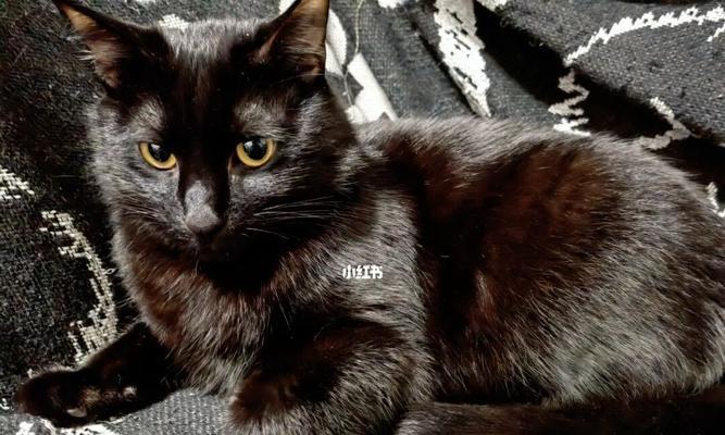 小猫身上的黑黑是什么（探究小猫身上黑色物质的成因和防治）