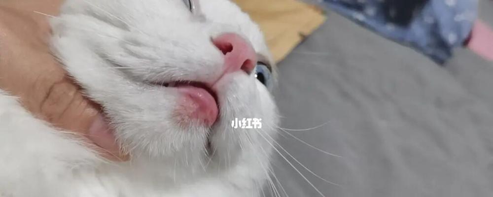 宠物小猫身上有皮屑不掉毛的原因（揭秘小猫身上皮屑不掉毛的真相）