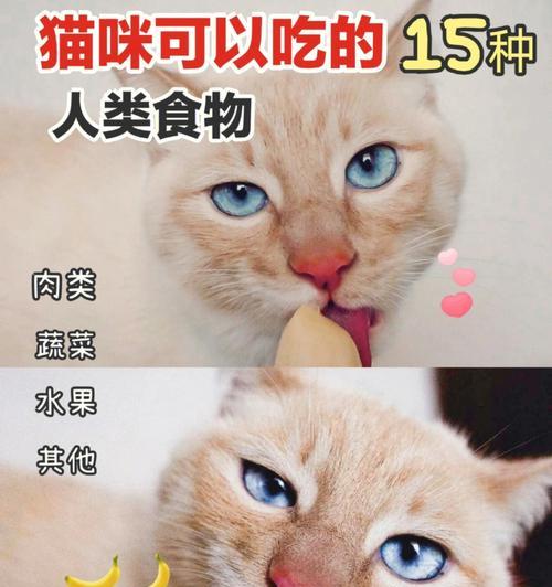 小猫的饮食习惯与健康（从小猫吃什么）