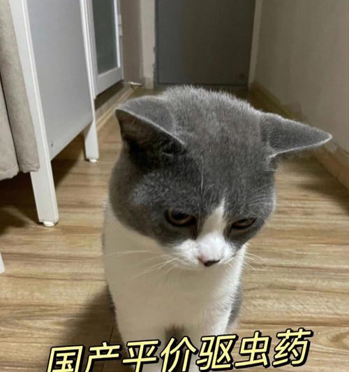 小猫驱虫时间表（保护宠物健康）