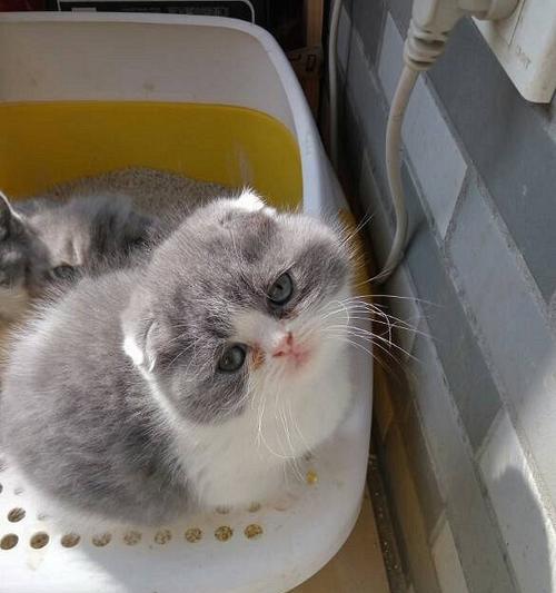 小猫如何学会使用猫砂(以宠物为主)