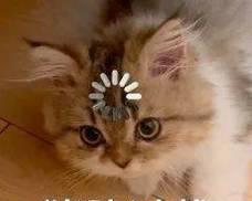 如何让你的宠物小猫舒服（为你的小猫提供温馨舒适的家）