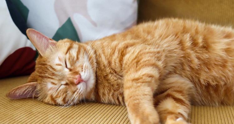 小猫睡觉的奇怪习惯（为什么小猫总是伸手抽搐）
