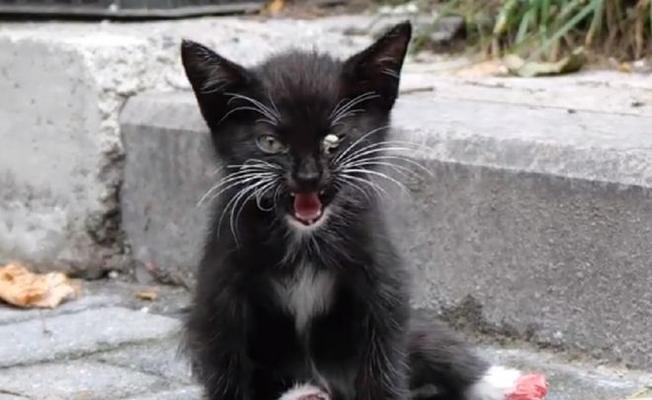 小猫突然后脚不能走路，养宠物的人必须知道的健康知识（小猫走路后脚脚趾叉开）
