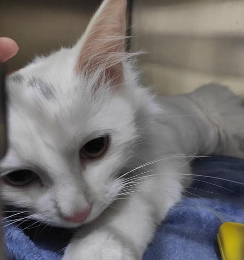 宠物猫晚上太闹腾,如何处理(为什么猫咪晚上会这么闹腾)