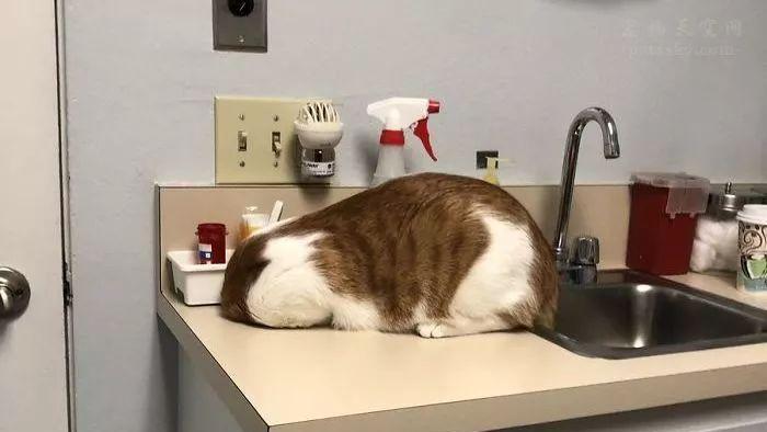 小猫夜不归宿之谜（探寻背后的原因）