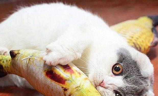 为什么小猫不喜欢吃猫粮（揭开小猫挑食的真相）