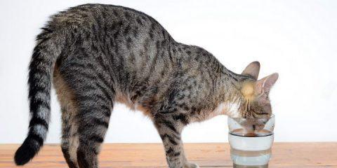 小猫为什么会狂喝水（探究宠物饮水原因及健康问题）