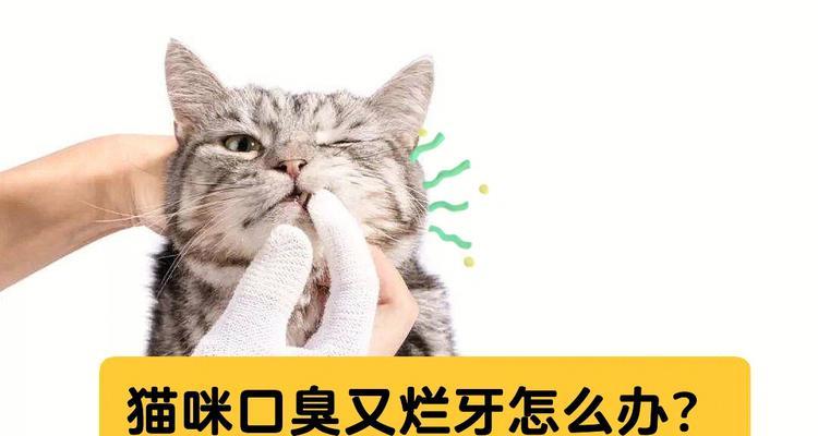 为什么小猫的胃口不好口臭（探究小猫饮食习惯及口腔卫生）