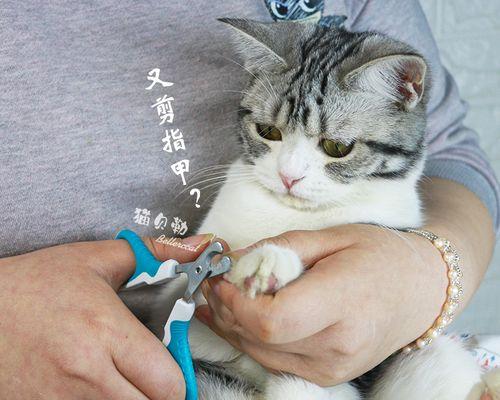 为什么小猫一直伸指甲（探究宠物小猫为何总是用爪子来磨牙）