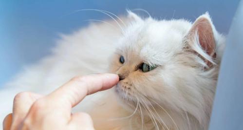 为什么小猫总是喜欢舔毛（探究猫咪舔毛的原因及意义）