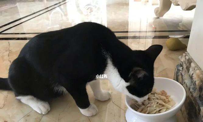 小猫最喜欢的鱼种是什么（深入探究宠物猫对不同鱼种的食欲和喜好）