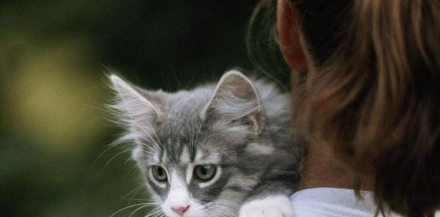 以小猫养大，培养宠物与主人的深厚感情（宠物小猫成长日记——如何让小猫成为您的忠实伴侣）