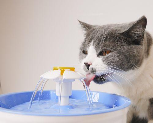 小猫的饮食需求及正常拉粑粑量解析（一天需要吃多少食物）