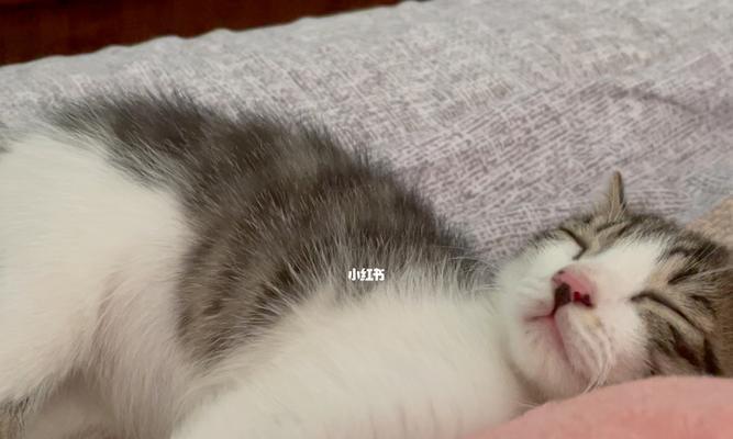 揭秘宠物小猫为何总是睡觉（探究小猫睡眠习惯和健康问题）