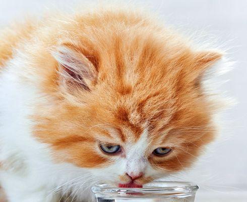 小猫饮水不止，有何解决之道（宠物的健康从饮水开始）