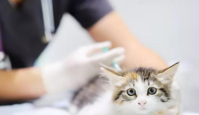 小猫打完疫苗后第二天可不可以洗澡（以宠物为主）