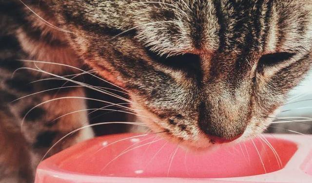小猫如何预防肠胃炎（宠物小猫的健康必读）