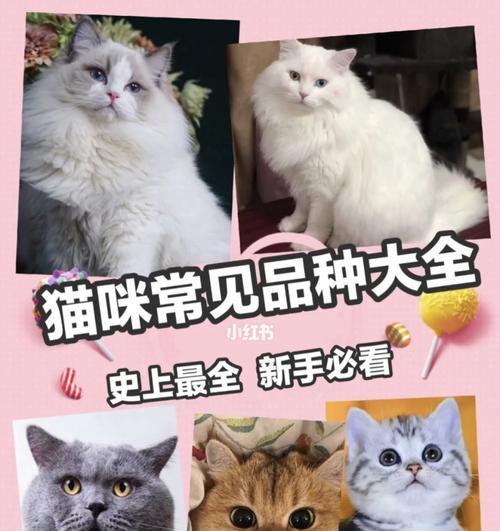 小猫最常见的生活地（探寻小猫在哪些地方最容易被发现）