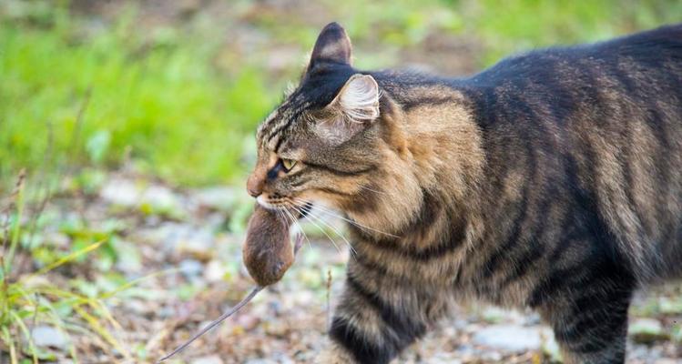 如何让宠物猫捉到老鼠（猫的捕鼠技巧与训练方法）