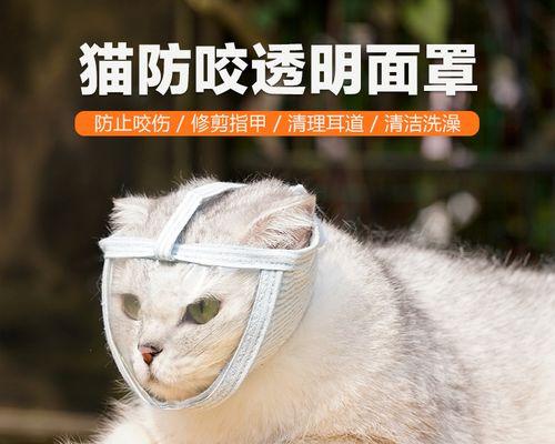 小猫指甲断了发臭，怎么办（宠物爱好者必备的清洁指南）