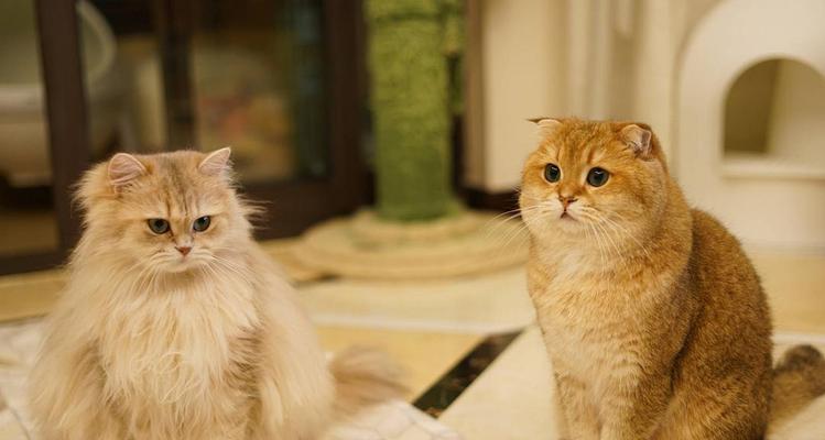 小猫咪的倔强(探究为何小猫咪不叫)