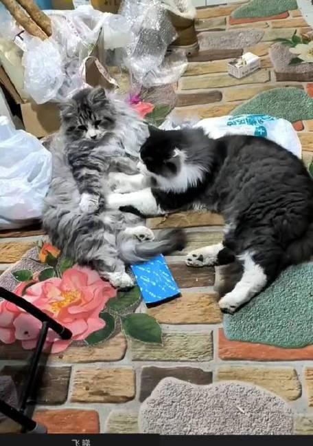 小猫咪总是乱跑的原因与解决方法(探究宠物猫咪的天性与培养健康习惯)