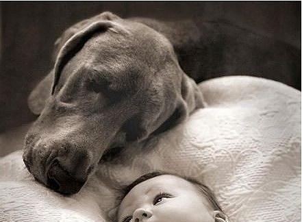 新生儿和狗狗共处指南（如何让你的宠物和宝宝和平相处）