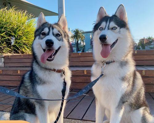 从小培养，打造健康雪橇犬和哈士奇幼犬（以宠物为主）