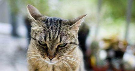 小猫为什么暴躁（探究宠物猫的行为习性和心理原因）