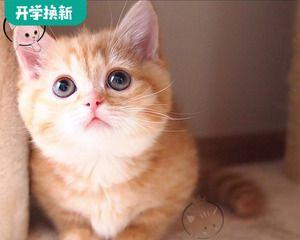 小猫在脚边的神奇魅力(探究宠物小猫为何总喜欢在我们脚边玩耍)