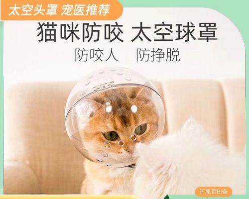 小猫洗澡后吐了，宠物主人必看的护理指南（小猫洗澡后为什么会吐）