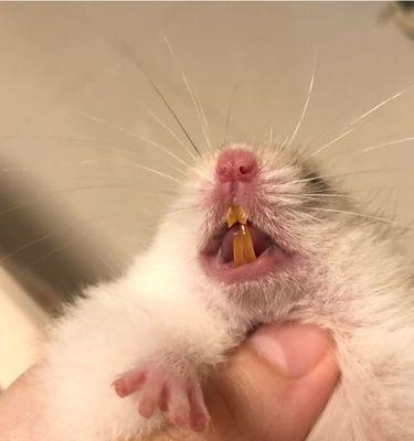 小猫的乳牙脱落问题（宠物猫牙齿的生长与脱换）