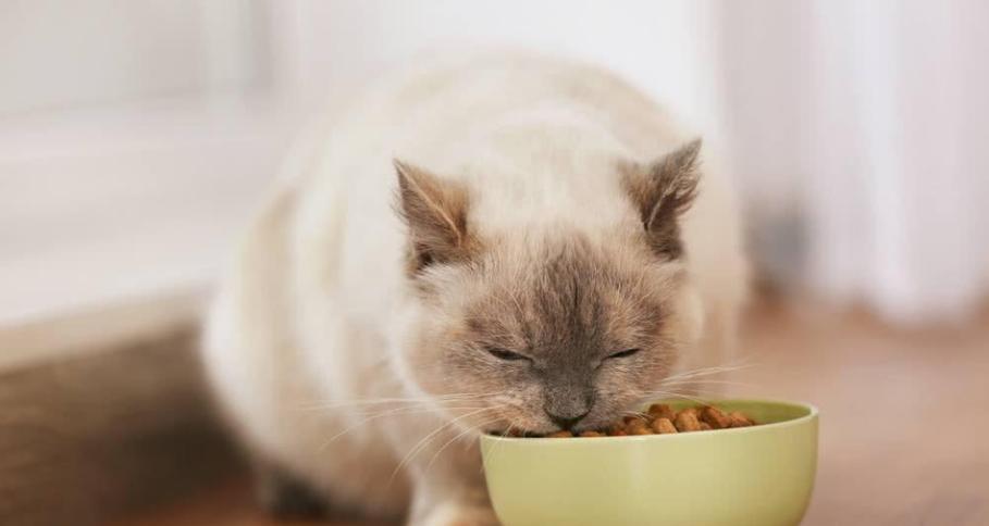 让小猫健康成长，猫粮是必不可少的（了解小猫的饮食需求）