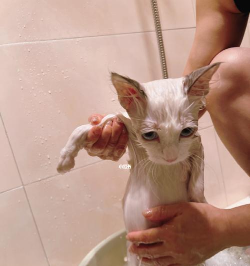 小猫的自来水洗澡之道（宠物洗澡小技巧）