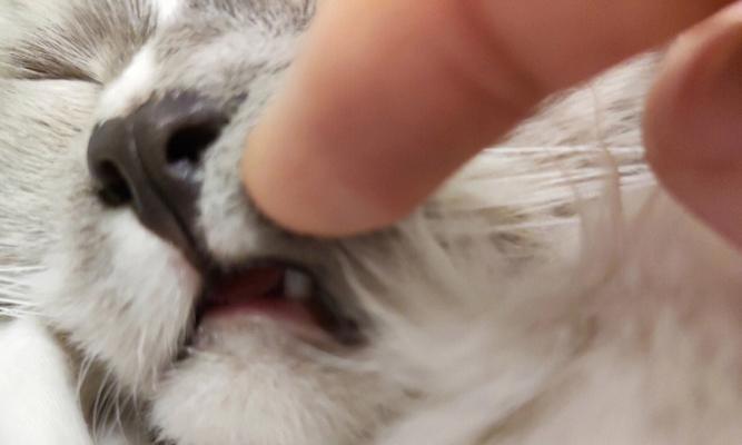 小猫口水流不停（探究小猫口水流的原因及对其健康的影响）