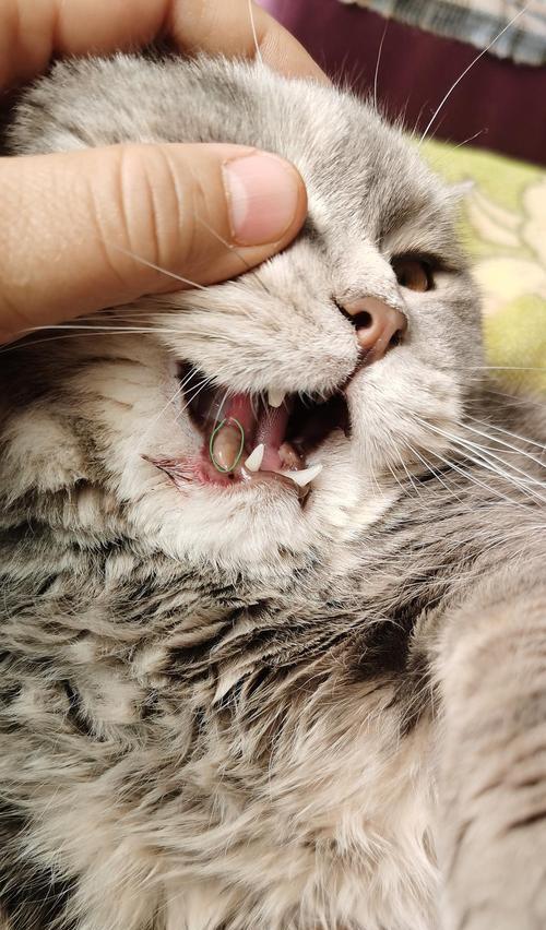 宠物小猫的嘴角为什么会有黑痂（探秘黑痂背后的原因和治疗方法）