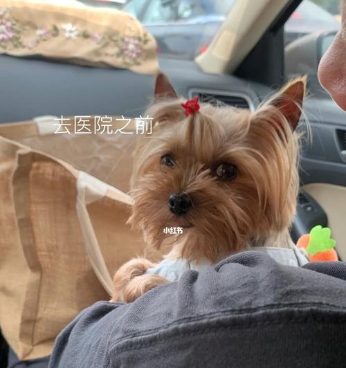为你的爱犬体检,预防疾病(以宠物为主)