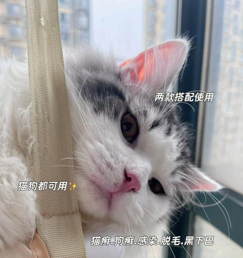 小猫皮肤护理实用指南（了解小猫皮肤的结构与特征）