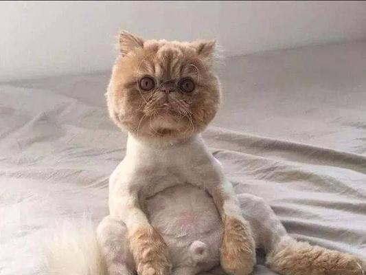 如何帮助宠物猫剃毛(掌握正确的技巧与工具)