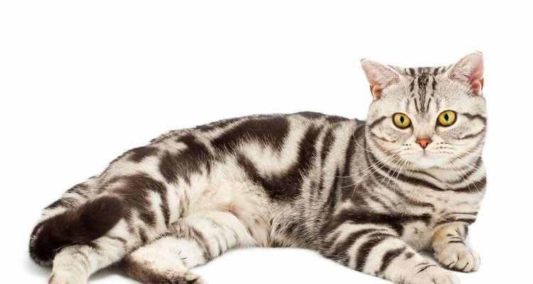 如何用接猫回家方式让宠物安全回家(教你用几种简单的方式)