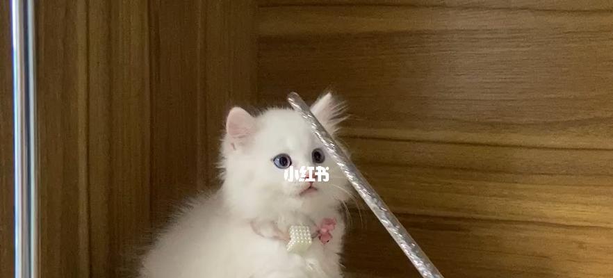 如何在网上购买适合自己的爱猫(掌握这些技巧)