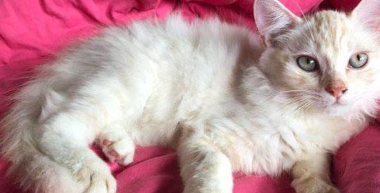 如何顺利看断奶的小猫(宠物爱好者必备知识)