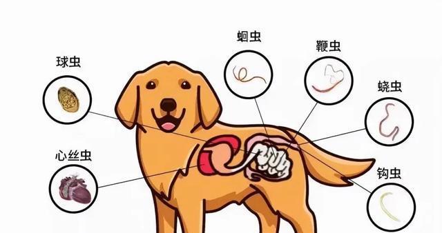 狗狗流产原因及预防方法(一起保护我们的宠物健康)