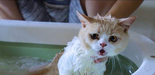 如何让宠物猫咪洗澡（15个步骤教你正确给猫咪洗澡）
