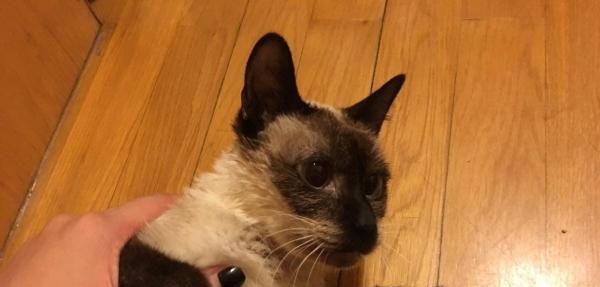 暹罗猫咪的饮食之道（宠物喂养指南）
