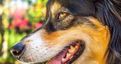 狗狗眼睑结石大揭秘(揭秘狗狗眼睑结石的成因)