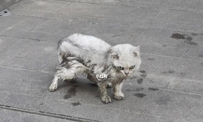 路边捡到的小猫，我们的宠物之旅（捡到小猫的快乐与挑战）